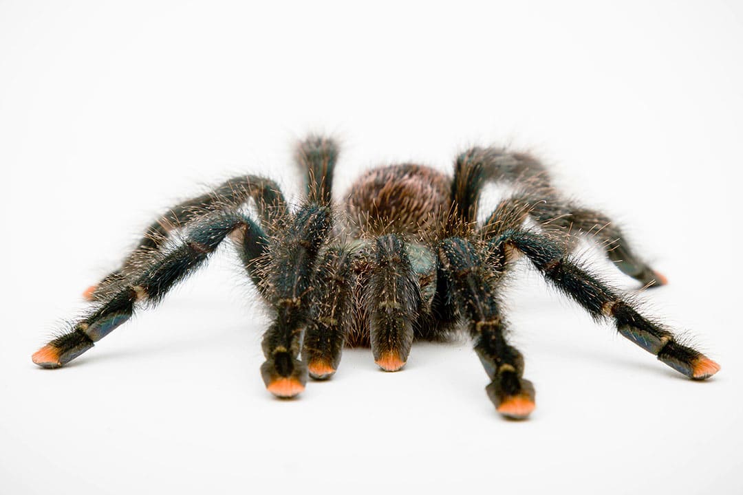 Arboreal Tarantula Care Sheet Pink Toed Tarantulas Venezuealan 